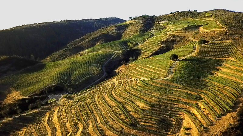 Our-Friends-Mountain-Terraces-Vineyard2